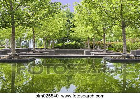 Bosque Garden Plaza reflecting pools at Oregon Gardens View Large Photo Image Stock Image - Bosque Garden Plaza reflecting pools at Oregon Gardens. Fotosearch