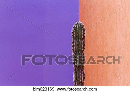 Cactus Against Contrasting Walls View Large Photo Image Stock Photo - Cactus Against Contrasting Walls. Fotosearch