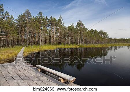 Stock Image - Calm Lake in Viru Bog. Fotosearch