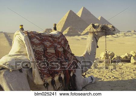 Camel and the Giza Pyramids View Large Photo Image Stock Image - Camel and the Giza Pyramids. Fotosearch