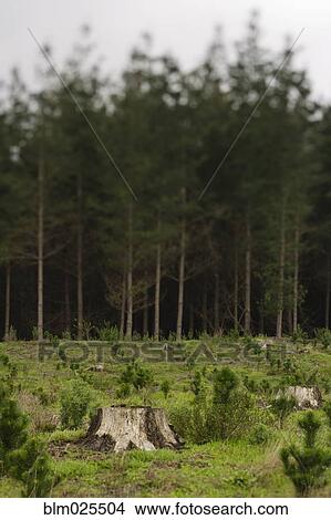 Picture - Chile. Fotosearch