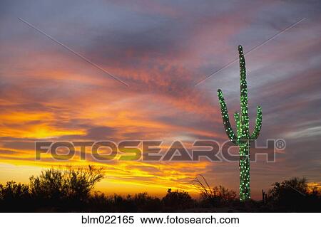 Stock Photography - Christmas Suguaro in the Desert. Fotosearch