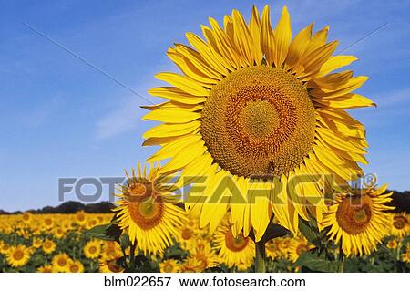 Close Up of Sunflower in Field View Large Photo Image Stock Photo - Close Up of Sunflower in Field. Fotosearch