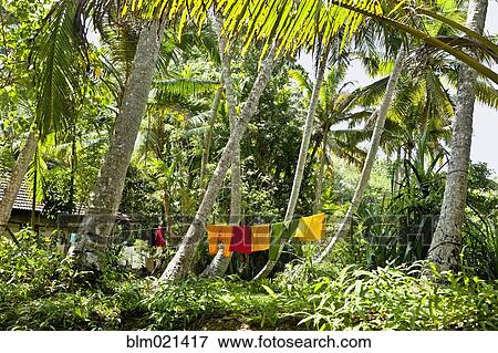 Clothes Drying in a Jungle View Large Photo Image Stock Photo - Clothes Drying in a Jungle. Fotosearch