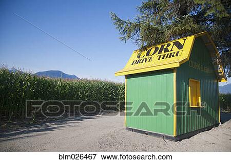 Corn shack and corn field View Large Photo Image Stock Photo - Corn shack and corn field. Fotosearch