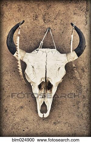Cow Skull View Large Photo Image Stock Image - Cow Skull. Fotosearch