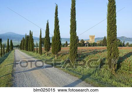 Cypress Trees and Poppy Field View Large Photo Image Stock Photography - Cypress Trees and Poppy Field. Fotosearch