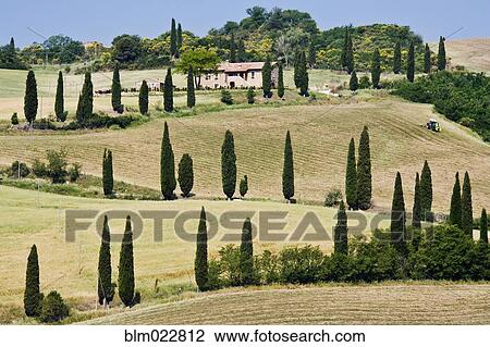 Stock Image - Cypress Trees on Winding Hillside Road. Fotosearch