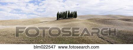 Stock Photo - Cypress Trees. Fotosearch
