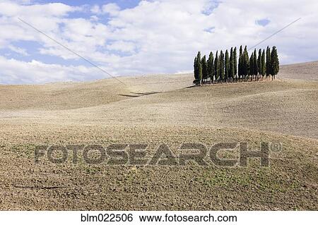 Cypress Trees View Large Photo Image Stock Photograph - Cypress Trees. Fotosearch