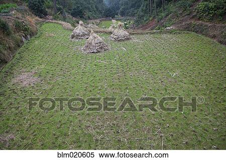 Dried Hay in a Cleared Field View Large Photo Image Stock Photography - Dried Hay in a Cleared Field. Fotosearch