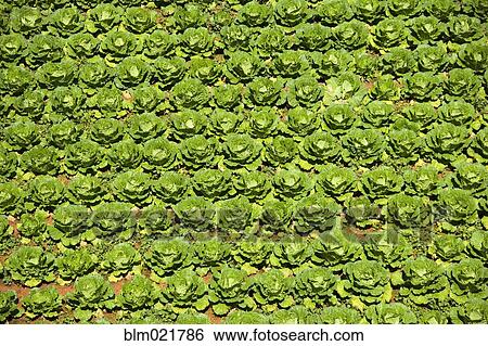 Field of Cabbage View Large Photo Image Stock Photograph - Field of Cabbage. Fotosearch