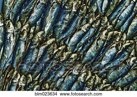 Fish Heads View Large Photo Image Picture - Fish Heads. Fotosearch