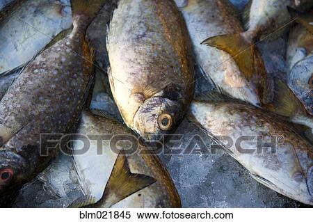 Stock Photography - Fish on Ice. Fotosearch