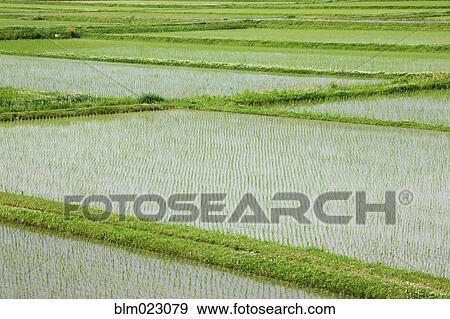 Stock Photo - Flooded Rice Paddy Field. Fotosearch