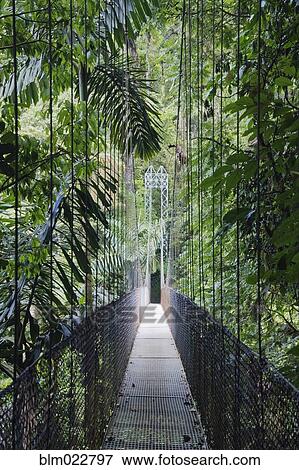 Footbridge in Costa Rican Forest View Large Photo Image Stock Photo - Footbridge in Costa Rican Forest. Fotosearch