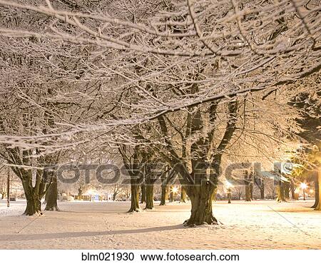 Fresh Snow in a City Park View Large Photo Image Stock Image - Fresh Snow in a City Park. Fotosearch