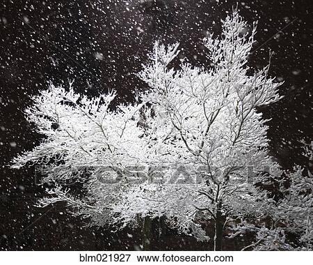 Freshly Falling Snow and an Illuminated Tree View Large Photo Image Stock Photo - Freshly Falling Snow and an Illuminated Tree. Fotosearch