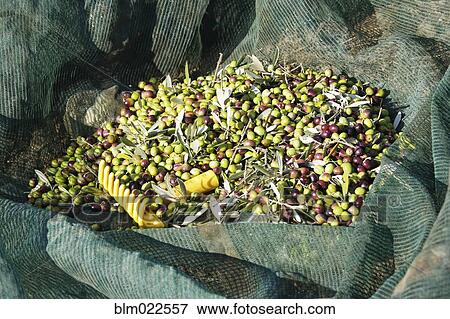Freshly Picked Olives View Large Photo Image Stock Photo - Freshly Picked Olives. Fotosearch