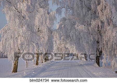 Frozen Path Through Trees View Large Photo Image Picture - Frozen Path Through Trees. Fotosearch