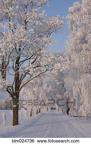 Stock Photograph - Frozen Path Through Trees. Fotosearch