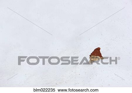 Stock Photography - Garden Gnome in Snow. Fotosearch