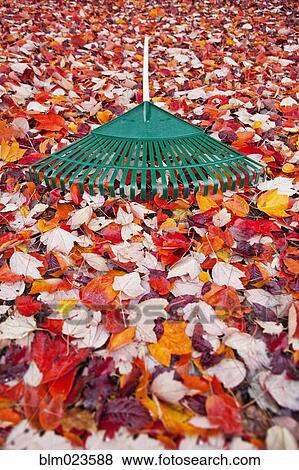 Garden rake lying on carpet of autumn leaves View Large Photo Image Stock Photo - Garden rake lying on carpet of autumn leaves. Fotosearch