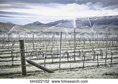 Grape Vines in Winter View Large Photo Image Stock Image - Grape Vines in Winter. Fotosearch