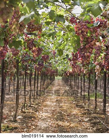 Picture - Grapes on Vine in Vineyard. Fotosearch