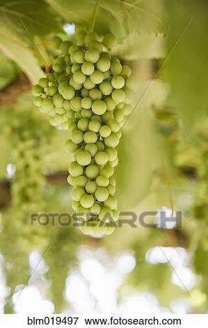 Stock Photo - Grapes on Vine. Fotosearch