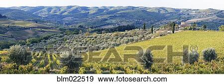 Stock Photo - Grapevines and Olive Trees. Fotosearch