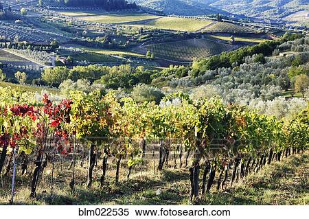 Stock Photography - Grapevines and Olive Trees. Fotosearch