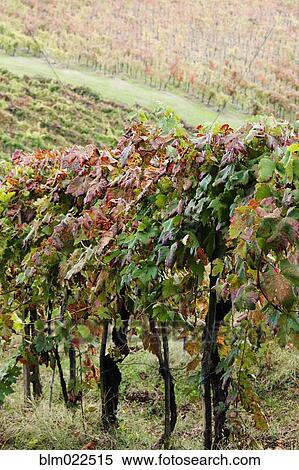 Grapevines in Autumn Color View Large Photo Image Stock Photography - Grapevines in Autumn Color. Fotosearch