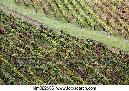 Stock Photograph - Grapevines in Fall Colors. Fotosearch