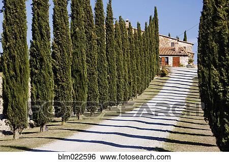 Gravel Road Lined with Cypress Trees View Large Photo Image Stock Photograph - Gravel Road Lined with Cypress Trees. Fotosearch