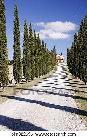 Gravel Road Lined with Cypress Trees View Large Photo Image Stock Photography - Gravel Road Lined with Cypress Trees. Fotosearch