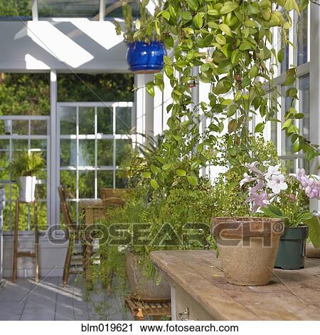 Greenery in a Garden Store View Large Photo Image Stock Image - Greenery in a Garden Store. Fotosearch