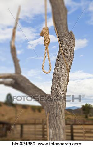 Hangman Noose in a Tree View Large Photo Image Stock Photo - Hangman Noose in a Tree. Fotosearch