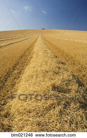 Stock Photo - Harvested Field. Fotosearch