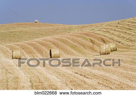 Stock Photo - Harvested Hay Bales in Field. Fotosearch