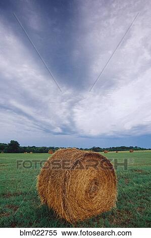 Hay Bale in Field View Large Photo Image Stock Photography - Hay Bale in Field. Fotosearch