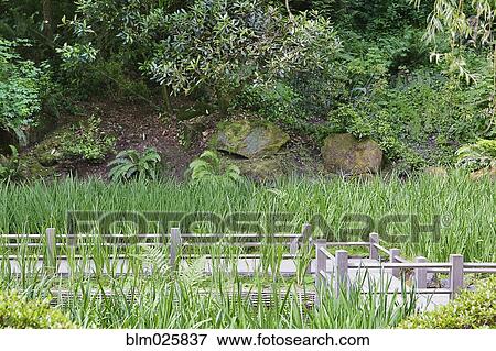 Stock Photo - Iris grow in koi pond around the Zig Zag Bridge in the traditionally designed Japanese garden. Fotosearch