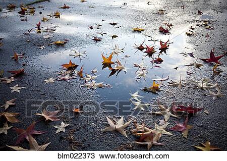 Leaves on street, Seattle, Washington View Large Photo Image Stock Image - Leaves on street, Seattle, Washington. Fotosearch