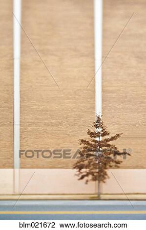 Stock Image - Lone Tree Next to a Building. Fotosearch