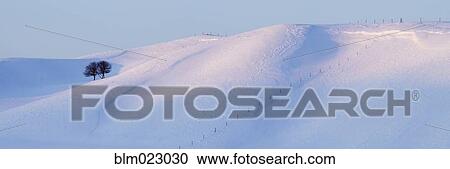 Stock Image - Lone Trees on a Snowy Landscape. Fotosearch