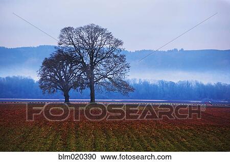 Mist from the Willamette River rises over a field View Large Photo Image Stock Image - Mist from the Willamette River rises over a field. Fotosearch