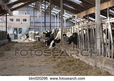 Stock Photograph - Modern dairy stable with several cows eating hay. Fotosearch