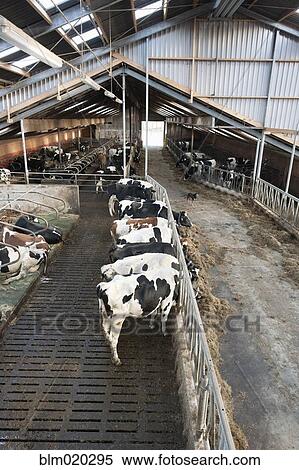 Stock Photography - Modern dairy stable with several cows eating hay. Fotosearch