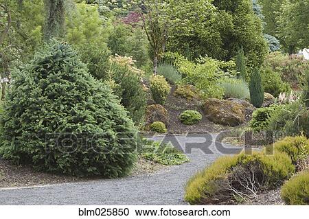 Stock Image - New growth on the plants and trees in the Conifer Garden. Fotosearch