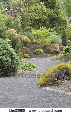 New growth on the plants and trees in the Conifer Garden View Large Photo Image Stock Image - New growth on the plants and trees in the Conifer Garden. Fotosearch
